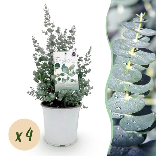"Terrassenpflanze - Eukalyptusbaum - Eucalyptus gunni - Grau - 4 Pflanzen - Winterhart - Topf 17cm Höhe 40cm image"