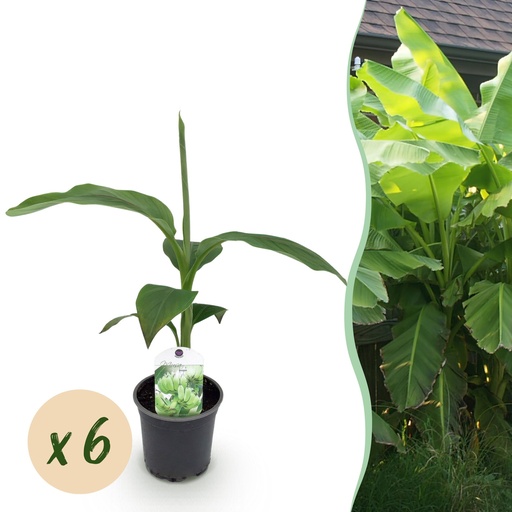 "Obstpflanze - Bananenpflanze - Musa Basjoo - Winterhart - 6 Pflanzen - Topf 12cm Höhe 30cm image"