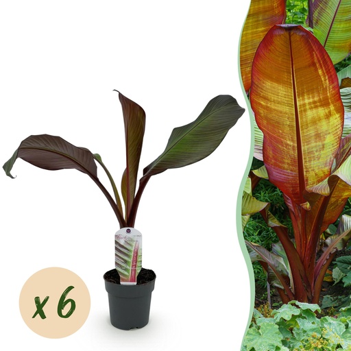"Obstpflanze - Bananenpflanze - Ensete ventricosum Maurelli - Winterhart - 6 Pflanzen - Topf 12cm Höhe 30cm image"