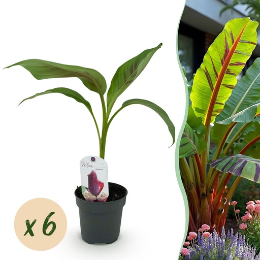 "Himalaya-Banane (Musa sikkimensis) – winterharte Blattschmuckstaude, Höhe ca. 12 cm image"