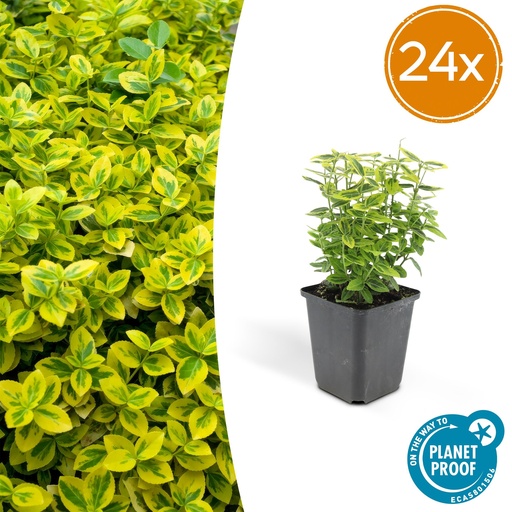 "24x Euonymus fort. 'Emerald 'n Gold’ - ↕10-25cm - Ø9cm image"