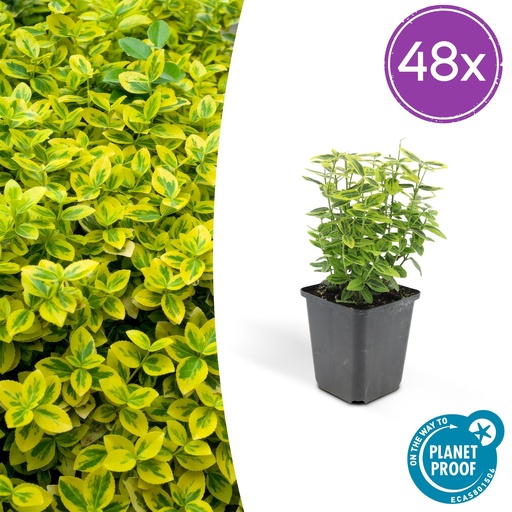 "Kriechspindel 'Emerald ' 48er-Set (Euonymus fortunei) – winterharter immergrüner Bodendecker, Topf-Ø 9 cm, Höhe ca. 25 cm image"