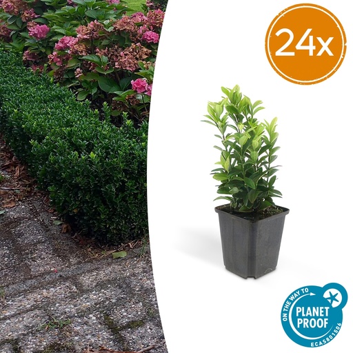 "24x Euonymus jap. Green Spire - ↕10-25cm - Ø9cm image"