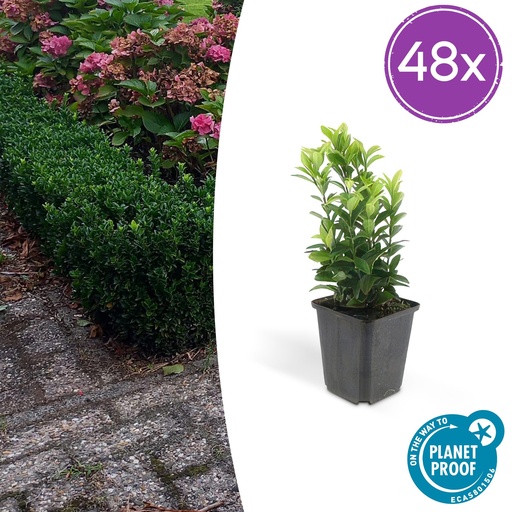 "Japanischer Spindelstrauch 48er-Set (Euonymus japonicus) – winterharter immergrüner Strauch, Topf-Ø 9 cm, Höhe ca. 25 cm image"