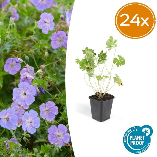 "24x Geranium Rozanne - ↕10-25cm - Ø9cm image"