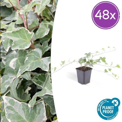 "48x Hedera helix 'Glacier' - ↕10-25cm - Ø9cm image"