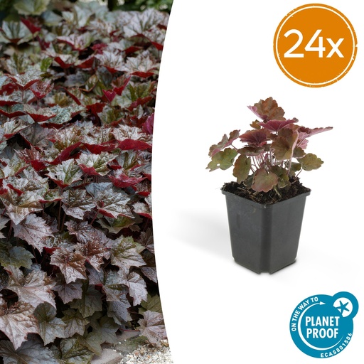 "Purpurglöckchen 'Palace Purple' 24er-Set (Heuchera micrantha) – winterharte Blattschmuckstaude, Topf-Ø 9 cm, Höhe ca. 25 cm image"