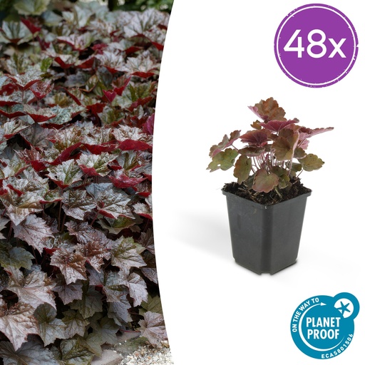 "48x Heuchera mic. 'Palace Purple' - ↕10-25cm - Ø9cm image"