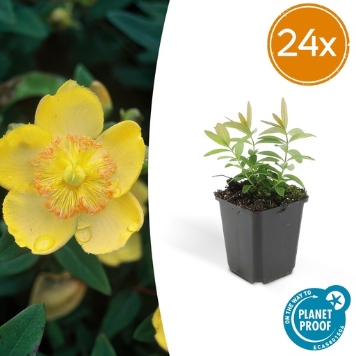 "Großblütiges Johanniskraut 24er-Set (Hypericum calycinum) – winterharter Bodendecker, Topf-Ø 9 cm, Höhe ca. 25 cm image"