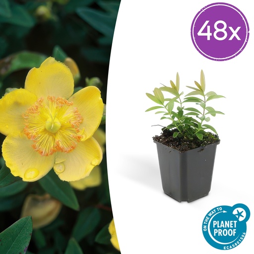 "48x Hypericum calycinum - ↕10-25cm - Ø9cm image"