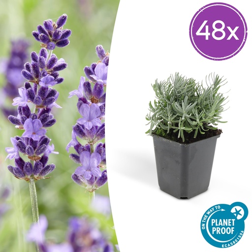 "Echter Lavendel 'Hidcote' 48er-Set (Lavandula angustifolia) – winterharte Staude, Topf-Ø 9 cm, Höhe ca. 25 cm image"