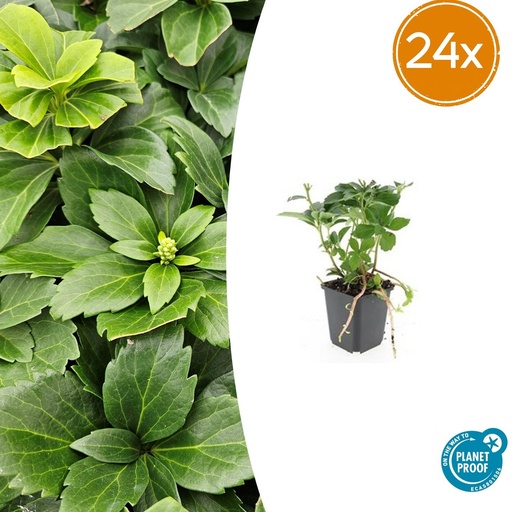 "Dickmännchen 24er-Set (Pachysandra terminalis) – winterharter Bodendecker, Topf-Ø 9 cm, Höhe ca. 25 cm image"