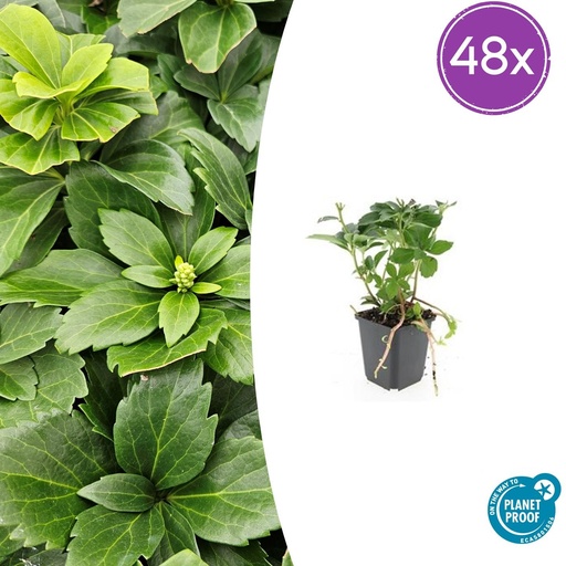 "48x Pachysandra terminalis - ↕10-25cm - Ø9cm image"