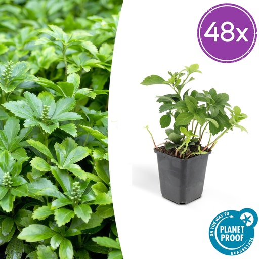 "48x Pachysandra term. 'Green Carpet' - ↕10-25cm - Ø9cm image"