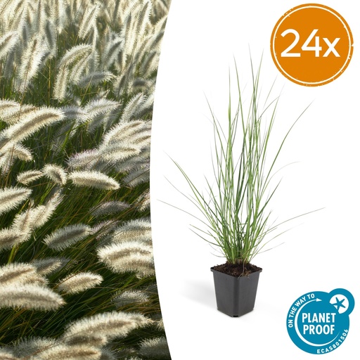 "24x Pennisetum alopecuroides 'Hameln' - ↕10-25cm - Ø9cm image"
