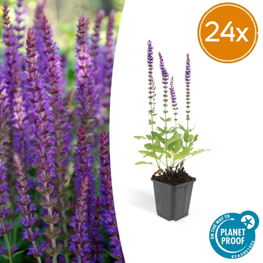 "24x Salvia nem. 'Ostfriesland' - ↕10-25cm - Ø9cm image"