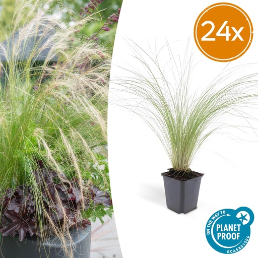 "Federgras 'Ponytails' 24er-Set (Stipa tenuissima) – winterhartes Ziergras, Topf-Ø 9 cm, Höhe ca. 25 cm image"