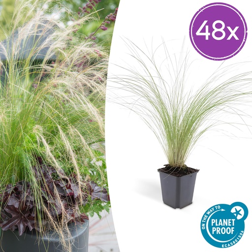 "Federgras 'Ponytails' 48er-Set (Stipa tenuissima) – winterhartes Ziergras, Topf-Ø 9 cm, Höhe ca. 25 cm image"