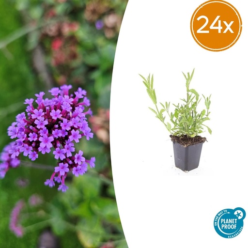 "24x Verbena bonariensis - ↕10-25cm - Ø9cm image"