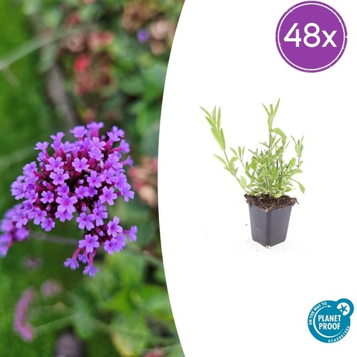 "48x Verbena bonariensis - ↕10-25cm - Ø9cm image"