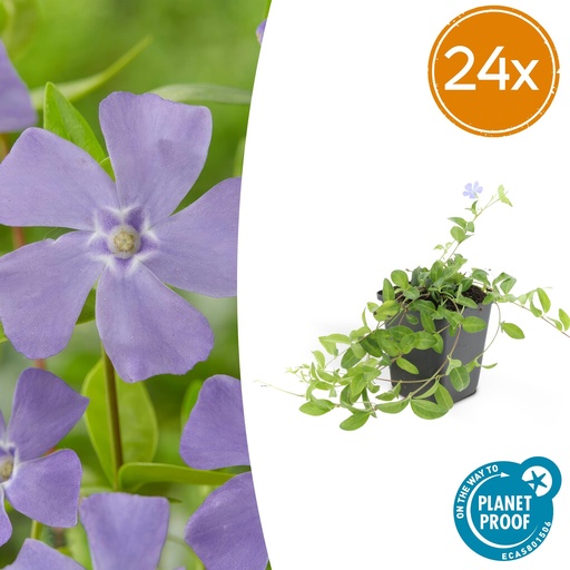 "24x Vinca minor - ↕10-25cm - Ø9cm image"