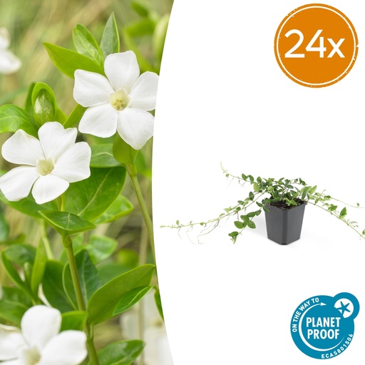 "24x Vinca minor 'Alba' - ↕10-25cm - Ø9cm image"