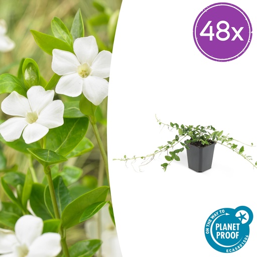 "Immergrün 'Alba' 48er-Set (Vinca minor) – winterharter Bodendecker, Topf-Ø 9 cm, Höhe ca. 25 cm image"