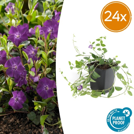 "Immergrün 'Atropurpurea' 24er-Set (Vinca minor) – winterharter Bodendecker, Topf-Ø 9 cm, Höhe ca. 25 cm image"