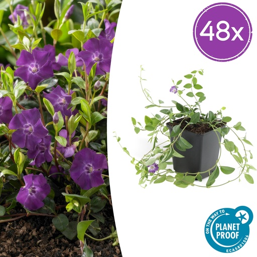 "Immergrün 'Atropurpurea' 48er-Set (Vinca minor) – winterharter Bodendecker, Topf-Ø 9 cm, Höhe ca. 25 cm image"