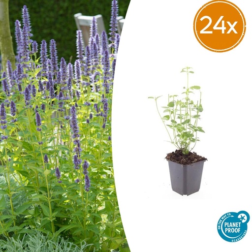 "24x Agastache 'Black Adder' - ↕10-25cm - Ø9cm image"