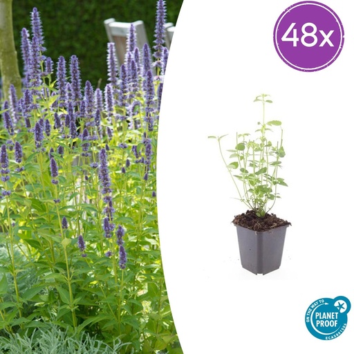 "Duftnessel 'Black Adder' 48er-Set (Agastache foeniculum) – winterharte Staude, Topf-Ø 9 cm, Höhe ca. 25 cm image"