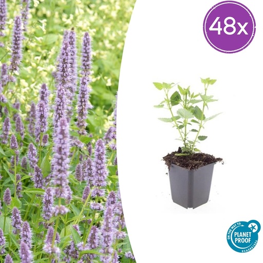 "48x Agastache 'Blue Fortune' - ↕10-25cm - Ø9cm image"