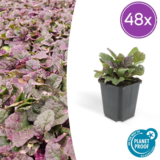 "48x Ajuga reptans 'Burgundy Glow' - ↕10-25cm - Ø9cm image"