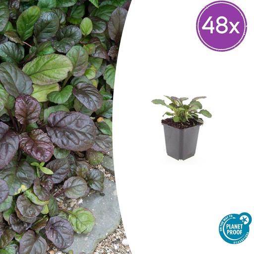 "Kriechender Günsel 'Catlin' 48er-Set (Ajuga reptans) – winterharte Bodendecker-Staude, Topf-Ø 9 cm, Höhe ca. 25 cm image"