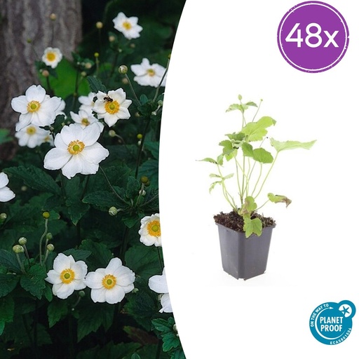 "48x Anemone hyb. 'Honorine Jobert' - ↕10-25cm - Ø9cm image"
