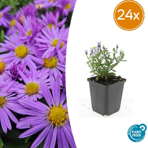 "24x Aster (D) 'Prof. Anton Kippenberg'  - ↕10-25cm - Ø9cm image"