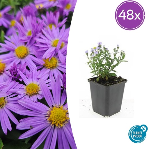 "48x Aster (D) 'Prof. Anton Kippenberg'  - ↕10-25cm - Ø9cm image"