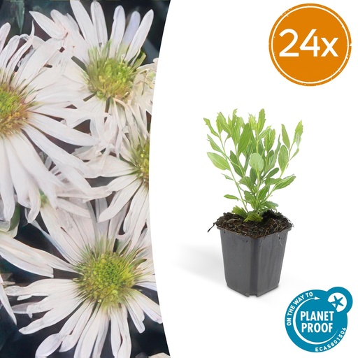 "Wildaster 'Ashvi' 24er-Set (Aster ageratoides) – winterharte Staude, Topf-Ø 9 cm, Höhe ca. 25 cm image"