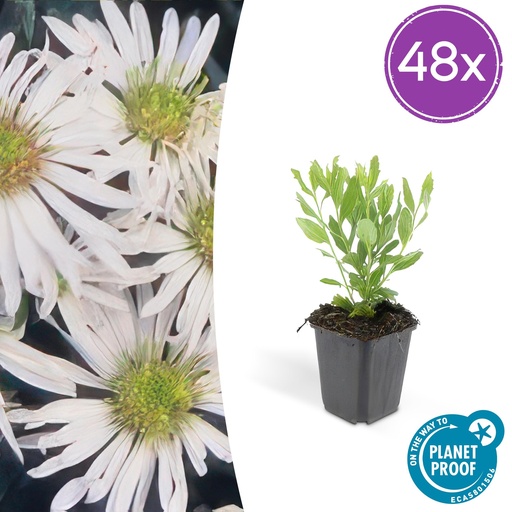 "48x Aster ageratoides 'Ashvi' - ↕10-25cm - Ø9cm image"