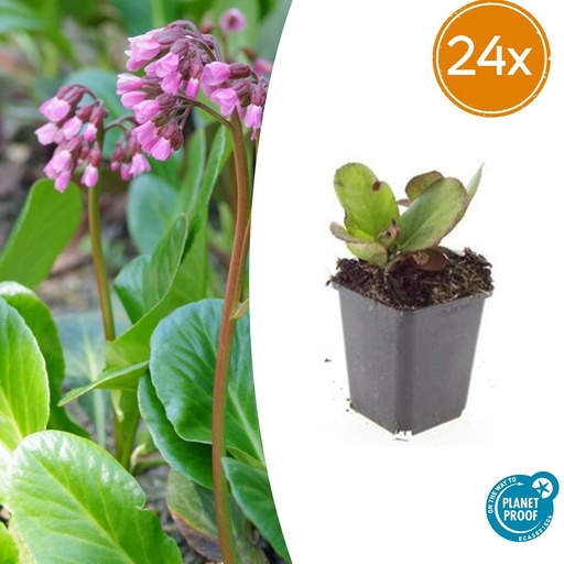 "24x Bergenia cordifolia 'Herbstblüte' - ↕10-25cm - Ø9cm image"