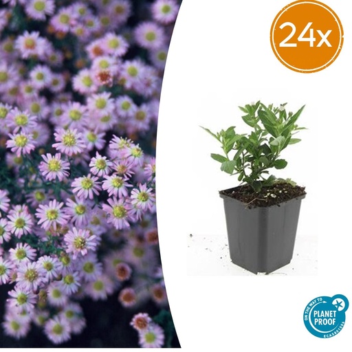 "Wildaster 'Stardust' 24er-Set (Aster ageratoides) – winterharte Staude, Topf-Ø 9 cm, Höhe ca. 25 cm image"