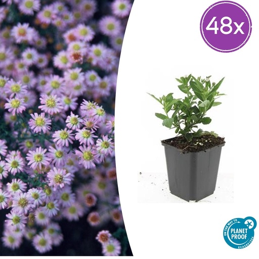 "48x Aster ageratoides 'Stardust' - ↕10-25cm - Ø9cm image"