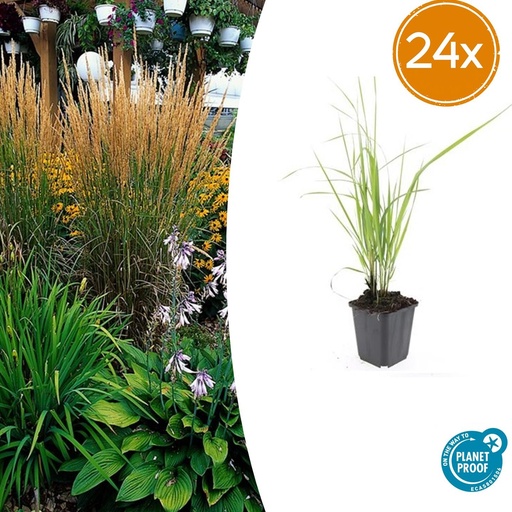 "24x Calamagrostis acut. 'Karl Foerster'  - ↕10-25cm - Ø9cm image"
