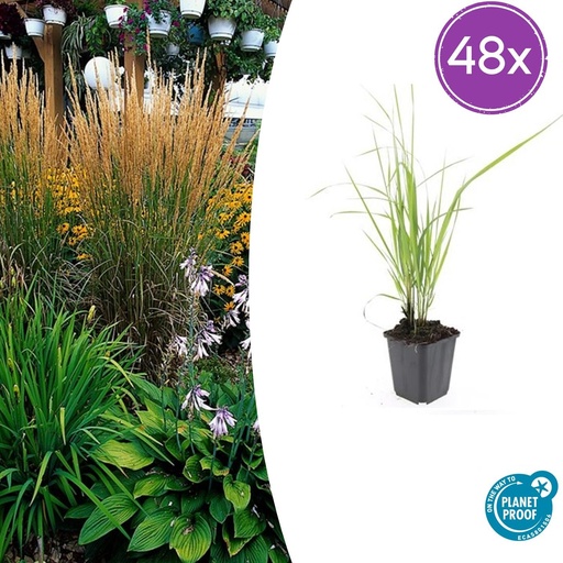 "48x Calamagrostis acut. 'Karl Foerster' - ↕10-25cm - Ø9cm image"