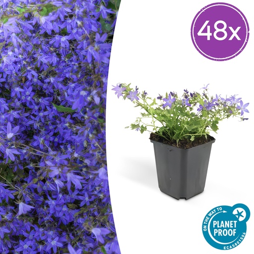 "48x Campanula poscharskyana 'Stella' - ↕10-25cm - Ø9cm image"