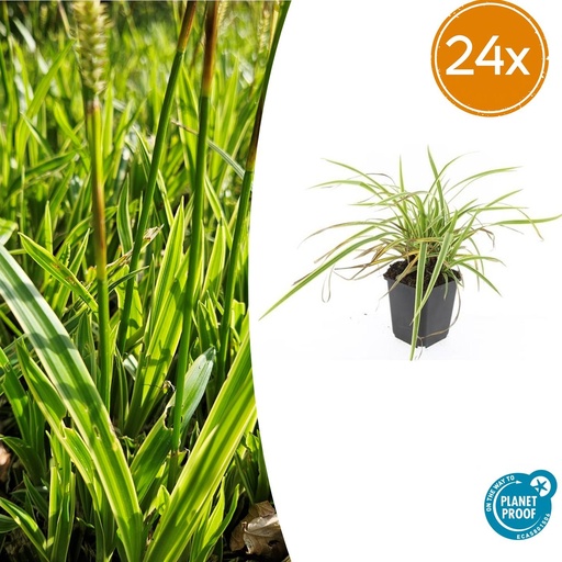 "24x Carex morrowii 'Aureovariegata' - ↕10-25cm - Ø9cm image"