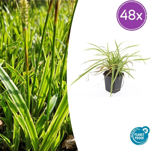 "Japan-Segge 'Aureovariegata' 48er-Set (Carex morrowii) – winterhartes Ziergras, Topf-Ø 9 cm, Höhe ca. 25 cm image"