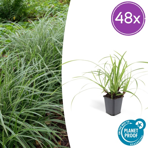 "Japan-Segge 'Ice Dance' 48er-Set (Carex morrowii) – winterhartes Ziergras, Topf-Ø 9 cm, Höhe ca. 25 cm image"