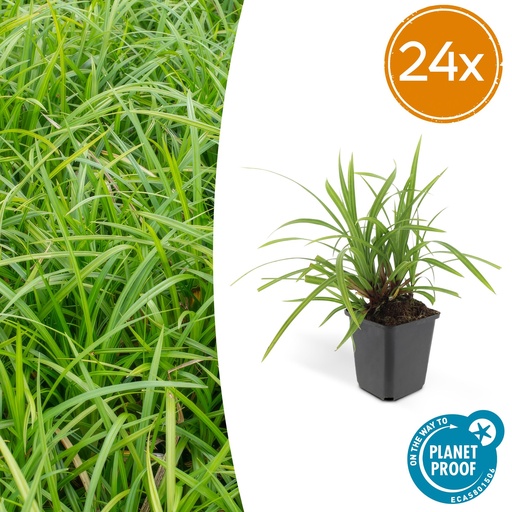 "24x Carex morrowii 'Irish Green' - ↕10-25cm - Ø9cm image"