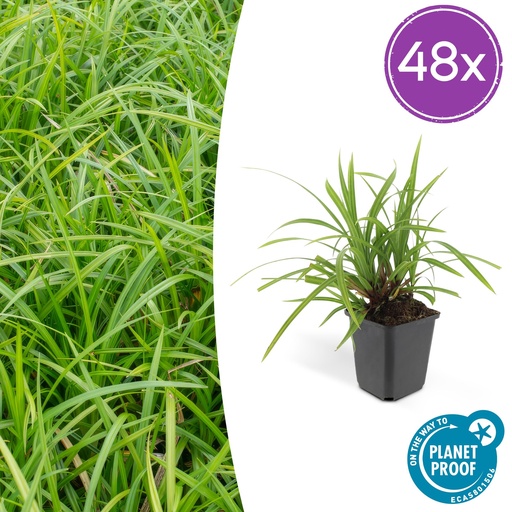 "Japan-Segge 'Irish Green' 48er-Set (Carex morrowii) – winterhartes Ziergras, Topf-Ø 9 cm, Höhe ca. 25 cm image"